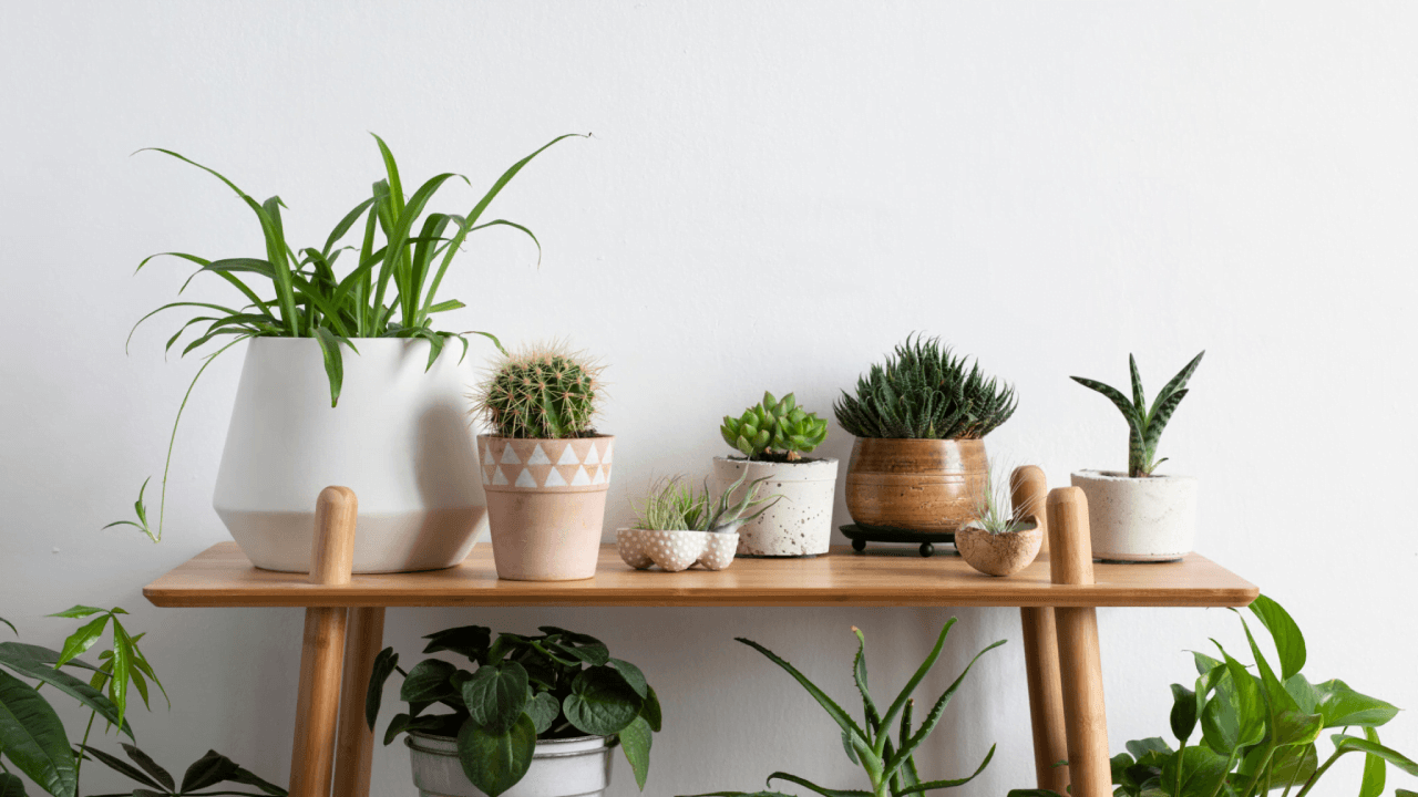 Dein Pflanzenshop Deutschland – Beste Auswahl für Garten und Wohnung