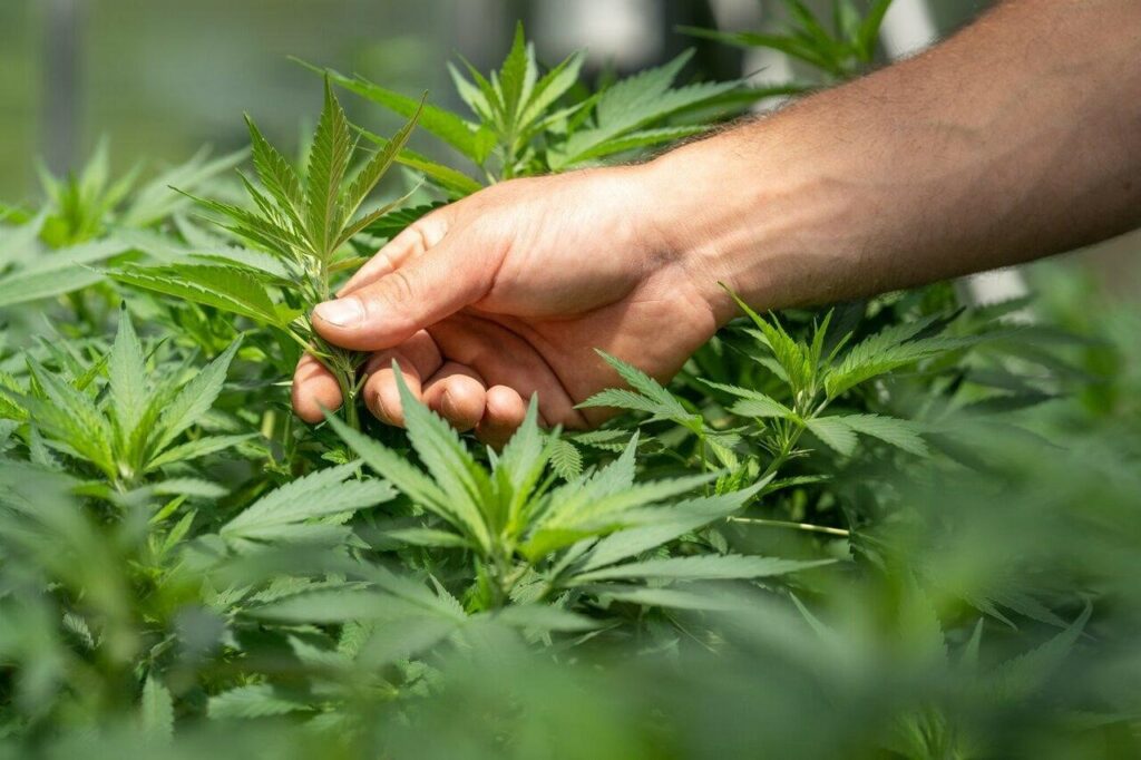Warum Cannapot die erste Wahl für Marihuanasamen ist