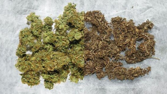 Warum Cannapot die erste Wahl für Marihuanasamen ist