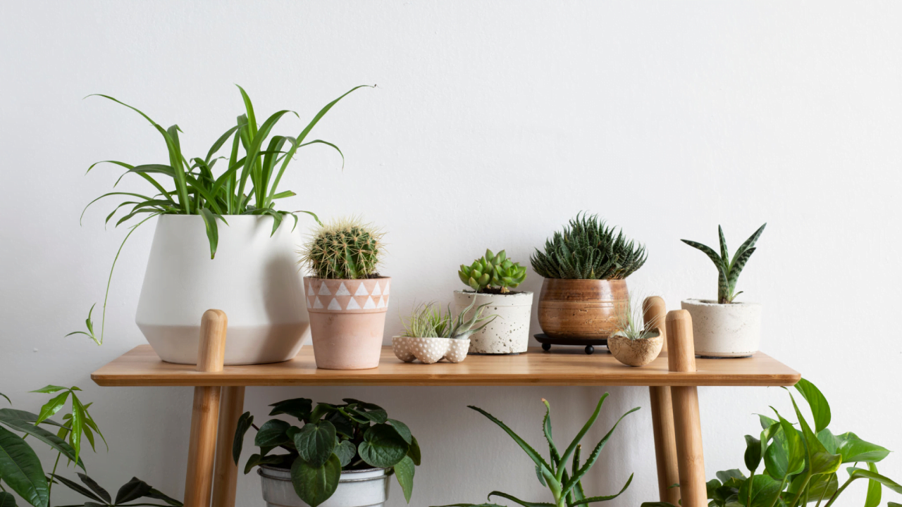 Dein Pflanzenshop Deutschland – Beste Auswahl für Garten und Wohnung
