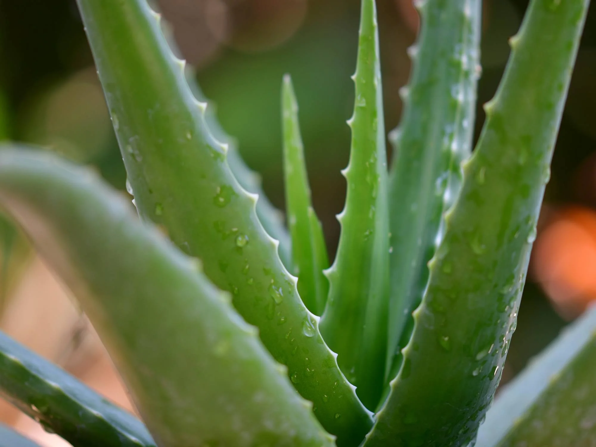 Unabhängiger Distributor von Forever Living Products stellt vor: Die Aloe Propolis Creme
