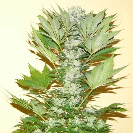 NOTORIOUS THC: Legendäre Potenz, unübertroffene Qualität