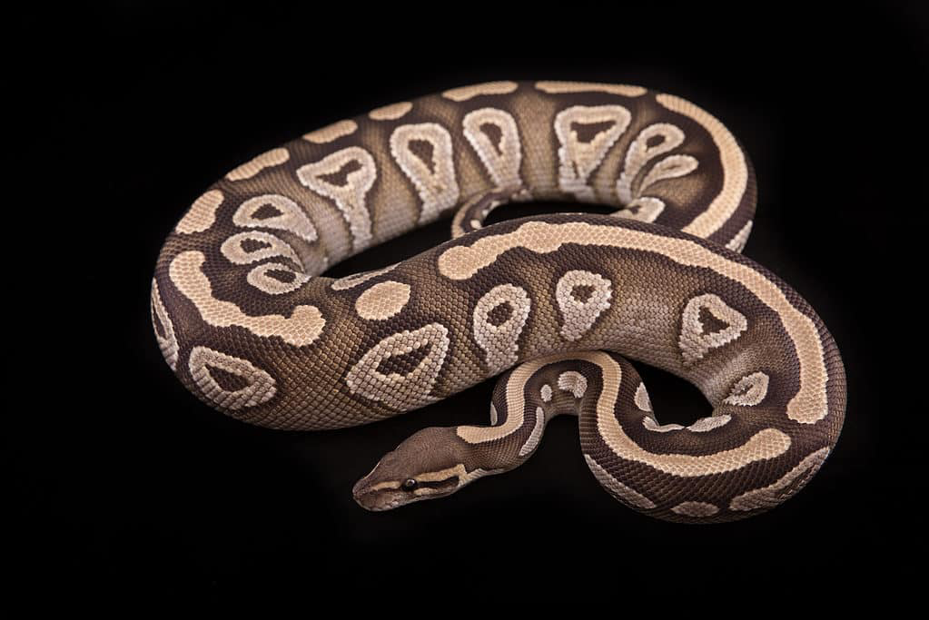 Discovering Ancient Fossils of the Snake with Legs